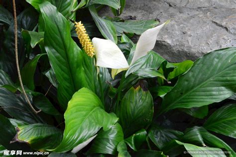 彎穗苞葉芋|弯穗苞叶芋 Spathiphyllum wallisii